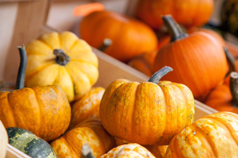 9 Uses For Mini Pumpkins The Gracious Wife